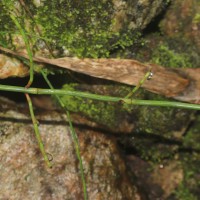 Equisetum ramosissimum  Desf.